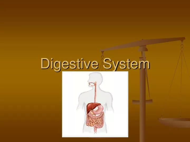 digestive system