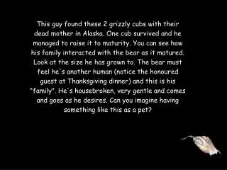 This guy found these 2 grizzly cubs with the ir dead mother in Alaska. One cub survived and he managed to raise it to m