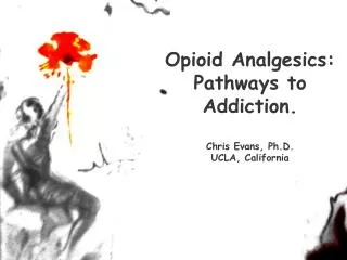 Opioid Analgesics: Pathways to Addiction. Chris Evans, Ph.D. UCLA, California