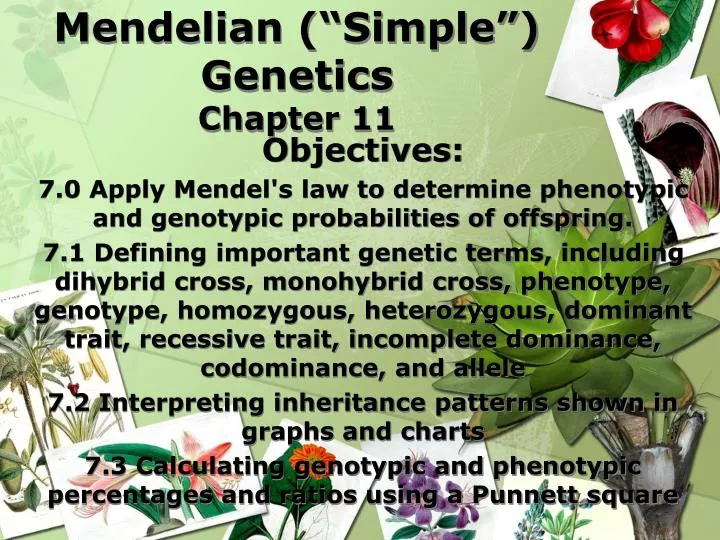 mendelian simple genetics chapter 11
