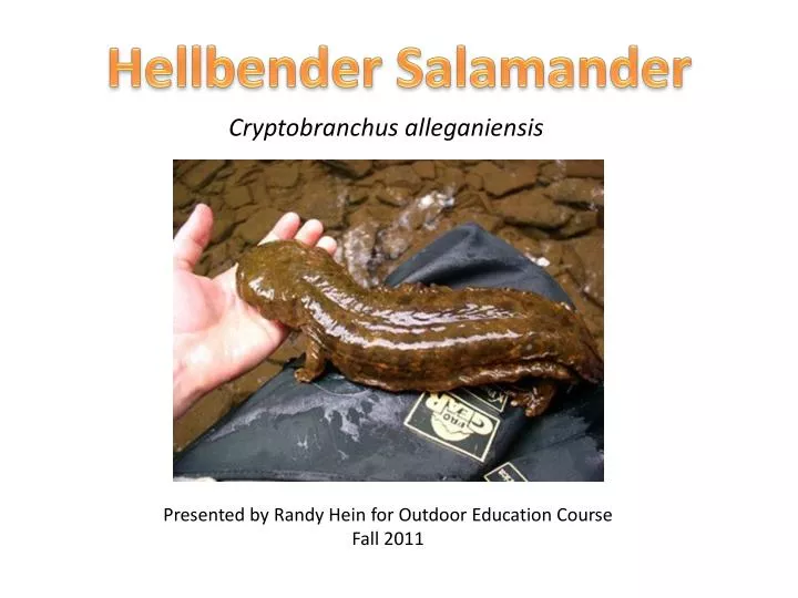 PPT - Hellbender Salamander PowerPoint Presentation, free download -  ID:1744700