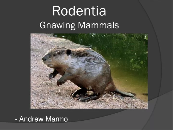 rodentia gnawing mammals