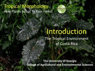 Tropical Morphology How Plants Adapt To Rain Forest