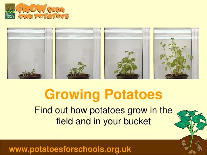 growing potatoes