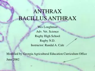 ANTHRAX BACILLUS ANTHRAX