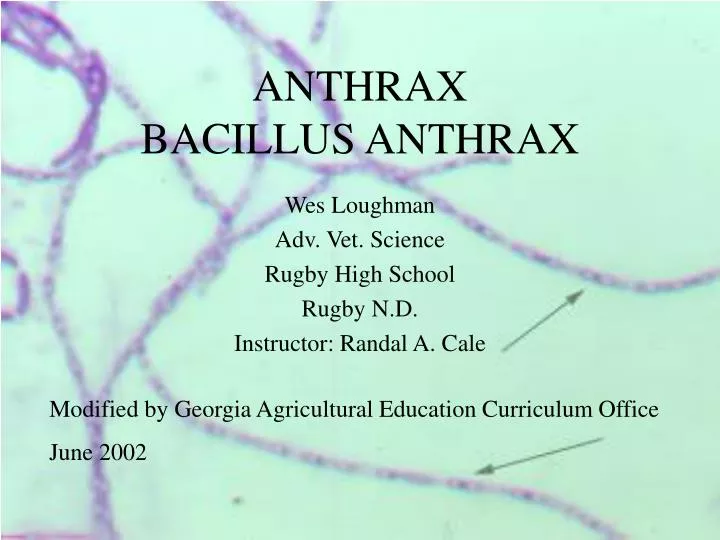 anthrax bacillus anthrax