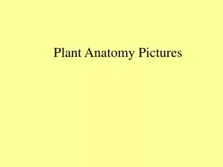 Plant Anatomy Pictures