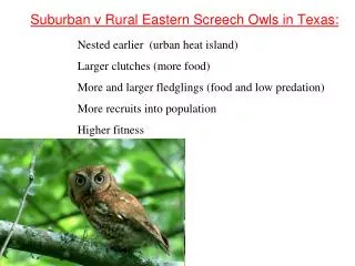 Suburban v Rural Eastern Screech Owls in Texas: