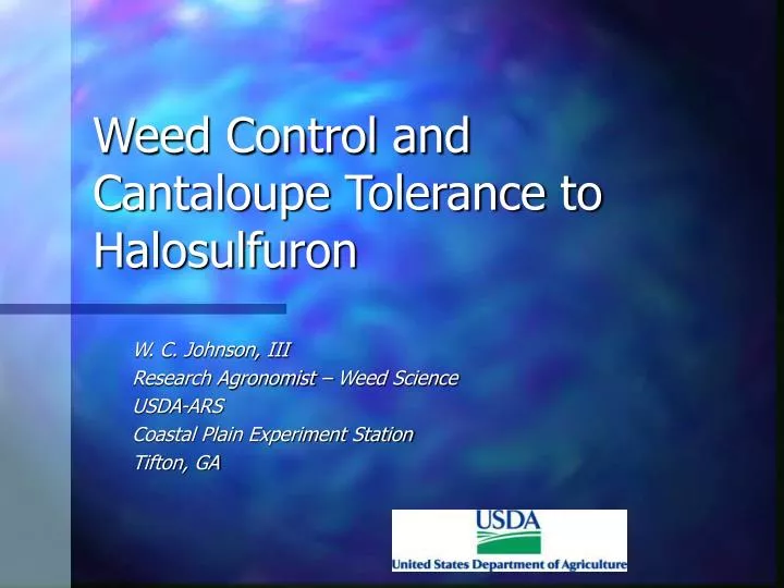 weed control and cantaloupe tolerance to halosulfuron