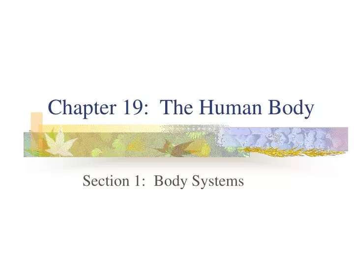 chapter 19 the human body