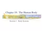 Chapter 19: The Human Body - slide 1