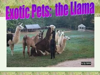 Exotic Pets: the Llama