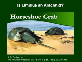 Is Limulus an Arachnid?