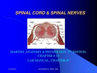 SPINAL CORD &amp; SPINAL NERVES