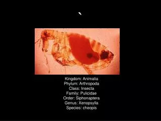 Kingdom: Animalia Phylum: Arthropoda Class: Insecta Family: Pulicidae Order: Siphonaptera Genus: Xenopsylla Specie