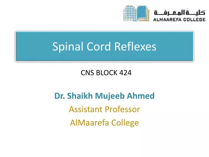 spinal cord reflexes