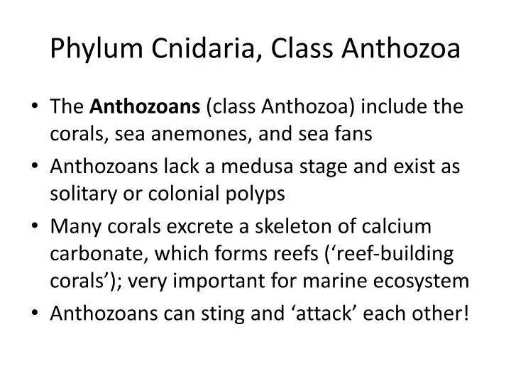 phylum cnidaria class anthozoa