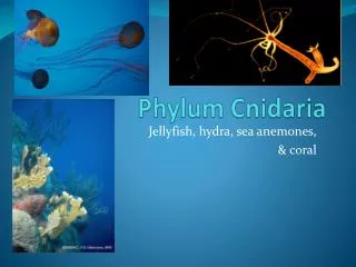 Phylum Cnidaria