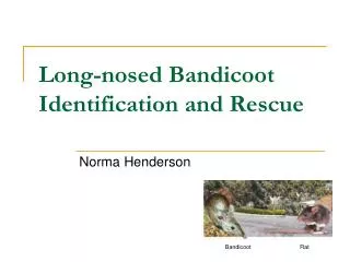Long-nosed Bandicoot Identification and Rescue