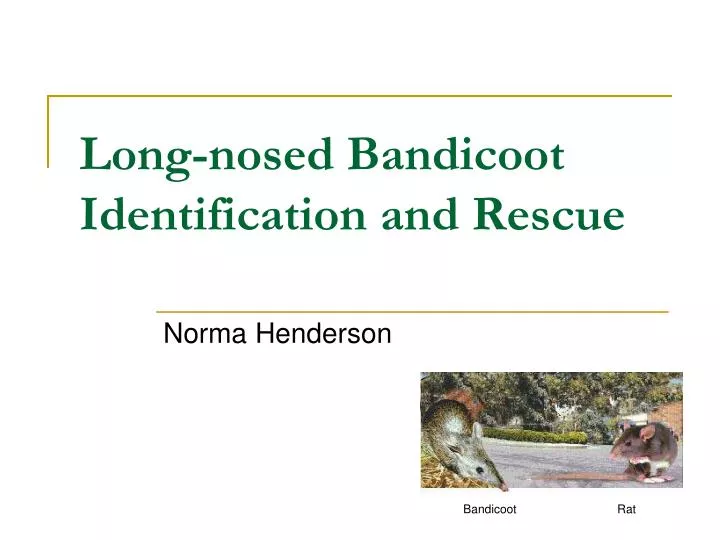 long nosed bandicoot identification and rescue