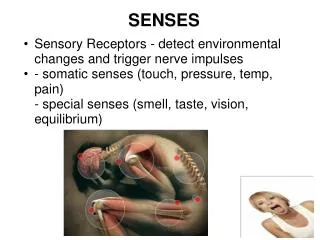 SENSES