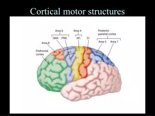 Cortical motor structures