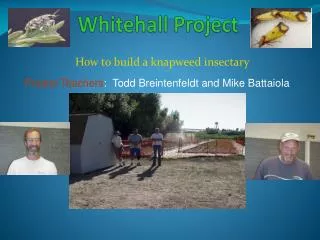 Whitehall Project