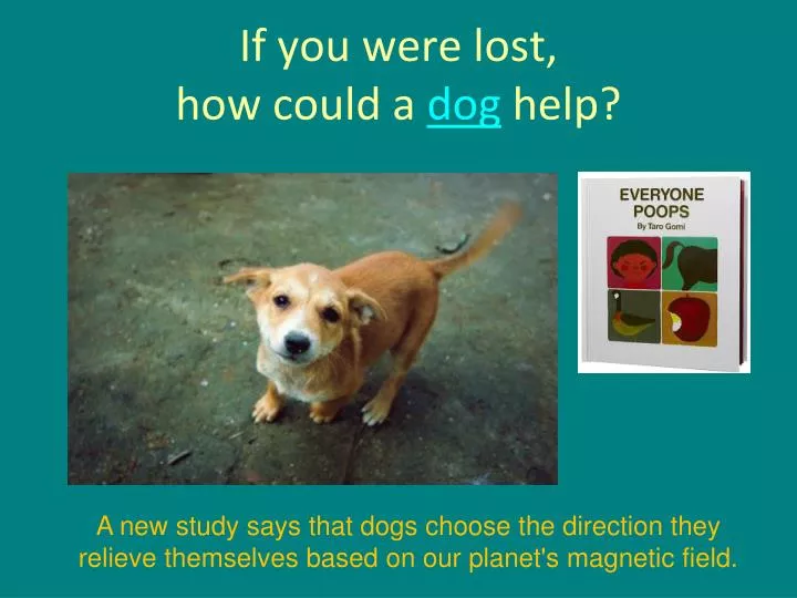 if you were lost how could a dog help