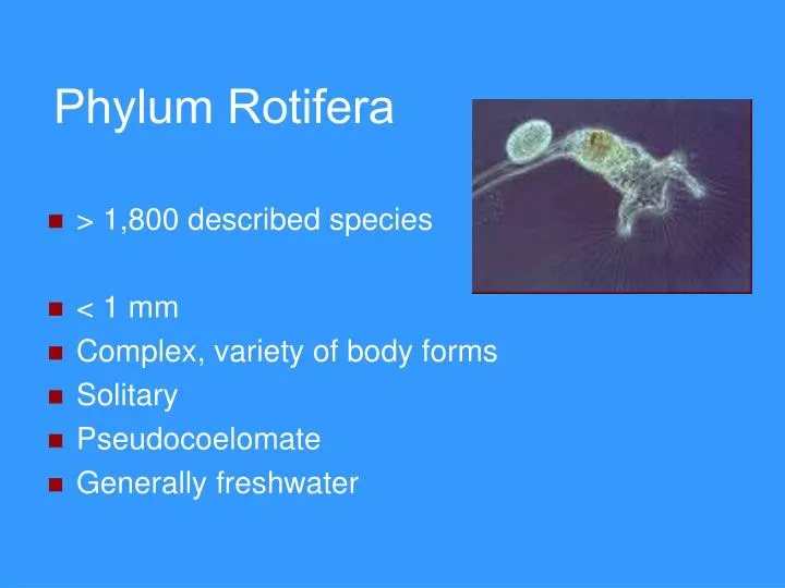 phylum rotifera