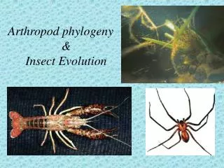 Arthropod phylogeny &amp; Insect Evolution