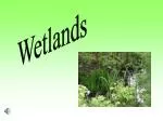 Wetlands - slide 1