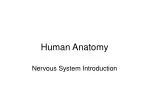 Human Anatomy - slide 1
