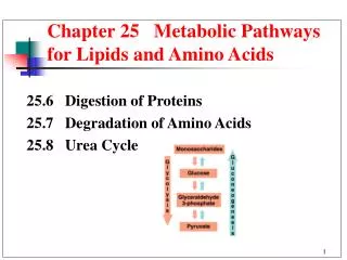 Chapter 25 Metabolic Pathways for Lipids and Amino Acids