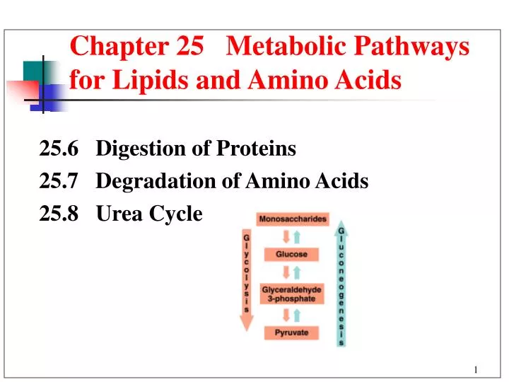 chapter 25 metabolic pathways for lipids and amino acids