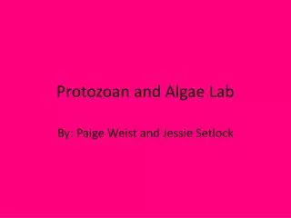Protozoan and Algae Lab