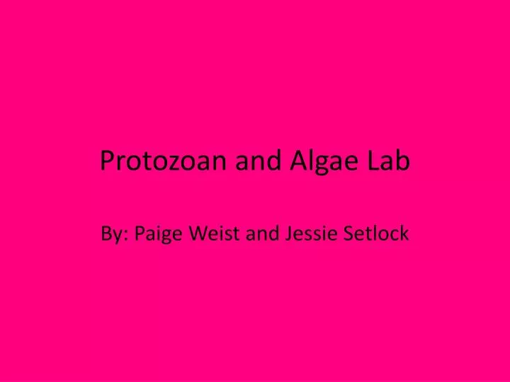 protozoan and algae lab