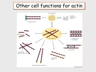 Other cell functions for actin