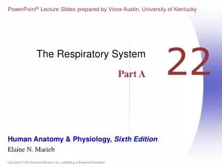 the respiratory system part a
