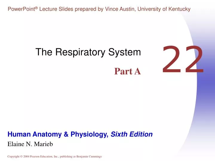 the respiratory system part a