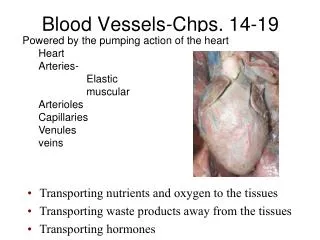 Blood Vessels-Chps. 14-19