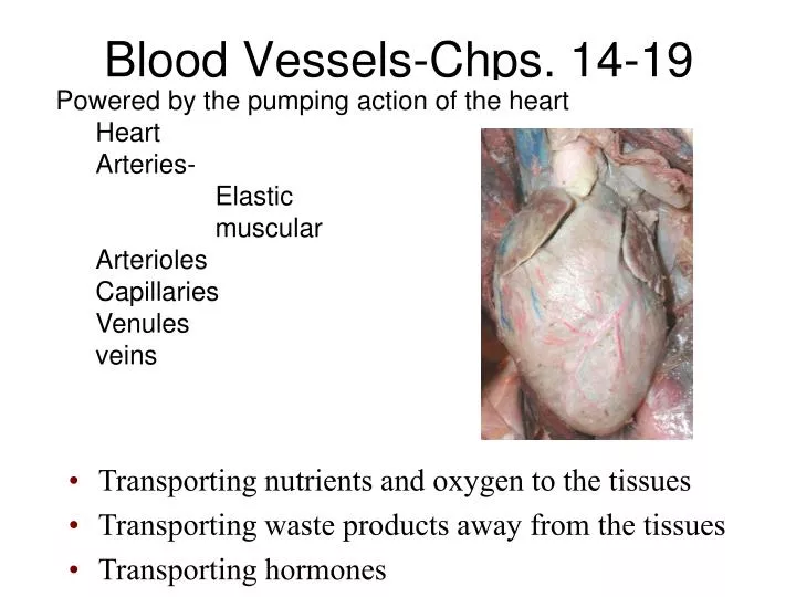 blood vessels chps 14 19