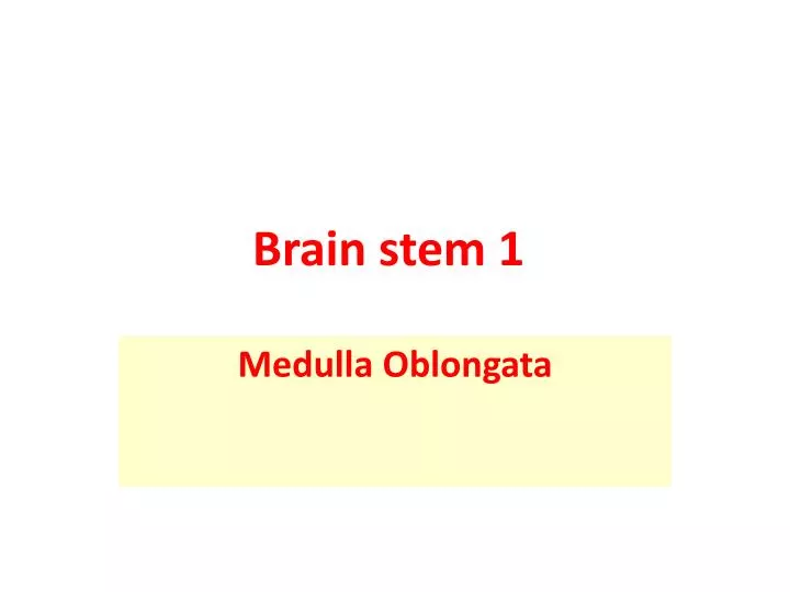 brain stem 1