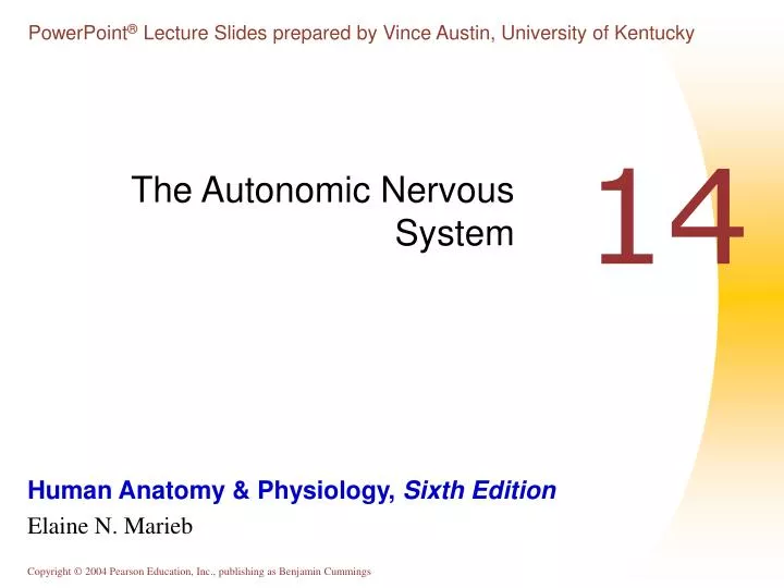 the autonomic nervous system