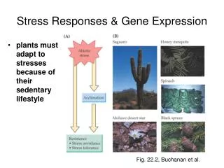 Stress Responses &amp; Gene Expression