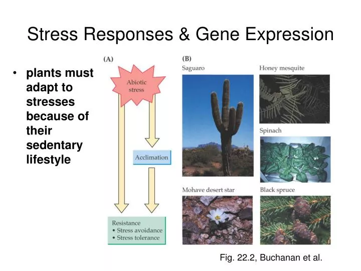 stress responses gene expression