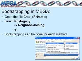 Bootstrapping in MEGA: Open the file Crab_rRNA.meg Select Phylogeny -&gt; Neighbor-Joining -&gt; Bootstrap