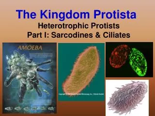 The Kingdom Protista