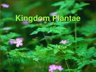 Kingdom Plantae