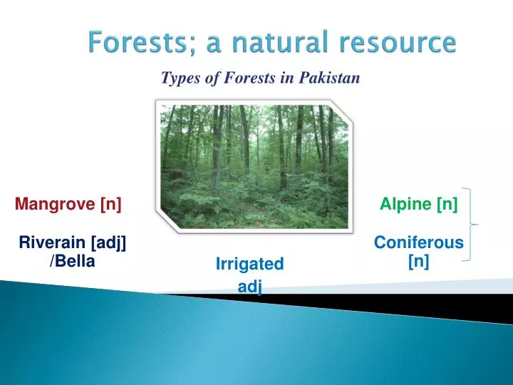 forests a natural resource