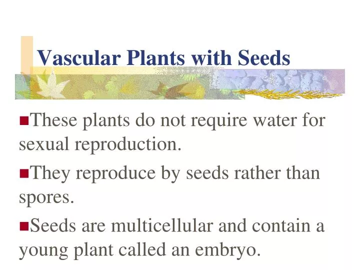 vascular plants with seeds